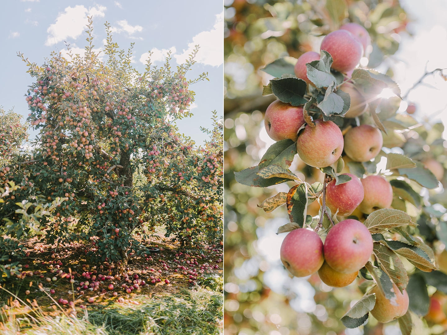 ShowaltersOrchardandGreenhouse_FallApplePicking_TimberlandVA_AngelikaJohnsPhotography-0043.jpg