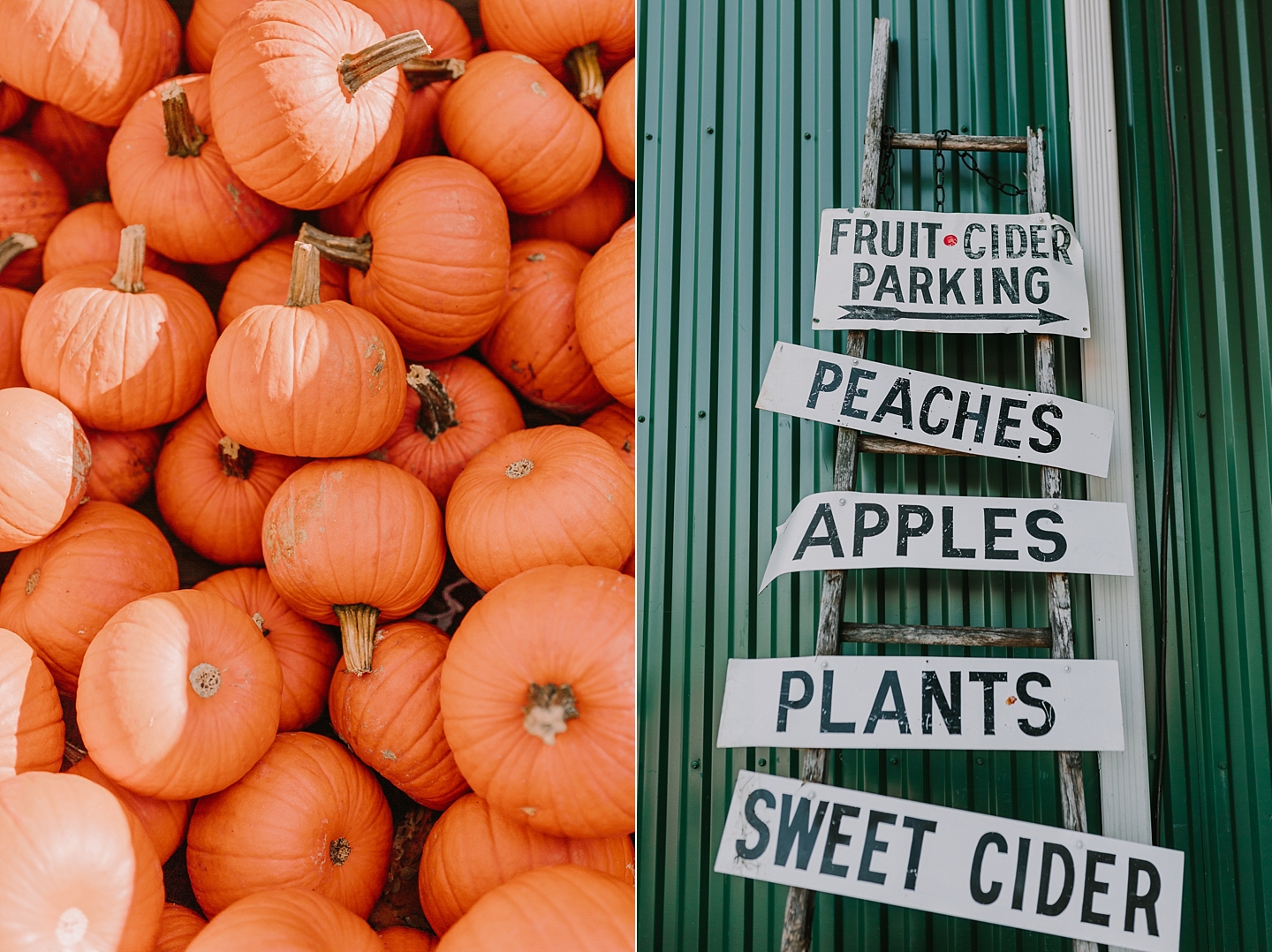 ShowaltersOrchardandGreenhouse_FallApplePicking_TimberlandVA_AngelikaJohnsPhotography-0671.jpg